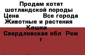 Продам котят шотландской породы › Цена ­ 2 000 - Все города Животные и растения » Кошки   . Свердловская обл.,Реж г.